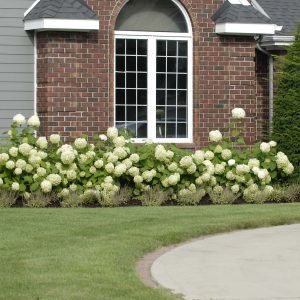 ‘Annabelle’ Smooth Hydrangea – DISCONTINUED
