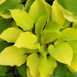 ‘Fire Island’ Hosta