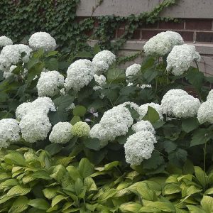 ‘Annabelle’ Smooth Hydrangea – DISCONTINUED