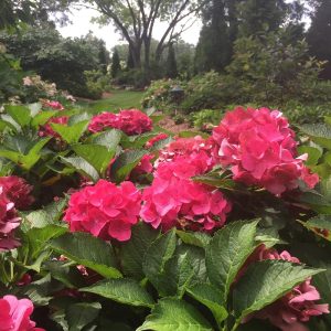 Cityline? Paris Bigleaf Hydrangea – DISCONTINUED