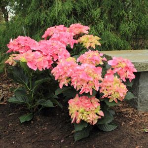 Cityline? Venice Bigleaf Hydrangea – DISCONTINUED
