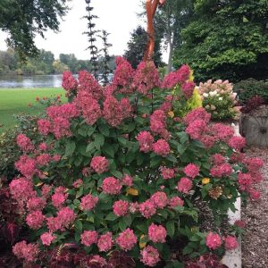 Fire Light? Panicle Hydrangea