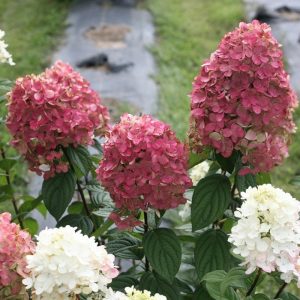 Fire Light? Panicle Hydrangea