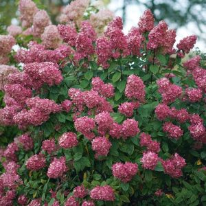 Fire Light? Panicle Hydrangea
