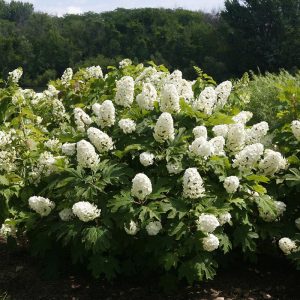 Gatsby Gal? Oakleaf Hydrangea
