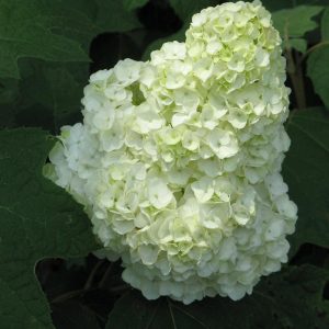 Gatsby Moon? Oakleaf Hydrangea