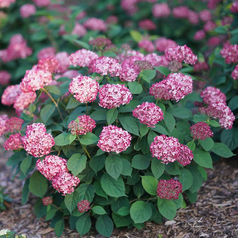 Invincibelle? Ruby Smooth Hydrangea