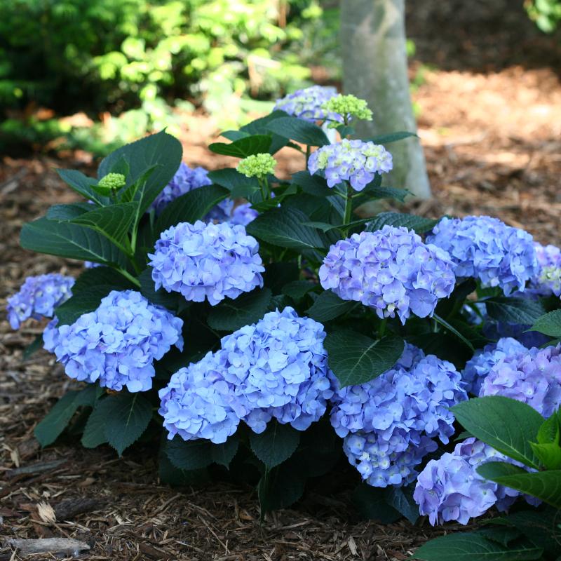 Let's Dance? Blue Jangles? Bigleaf Hydrangea