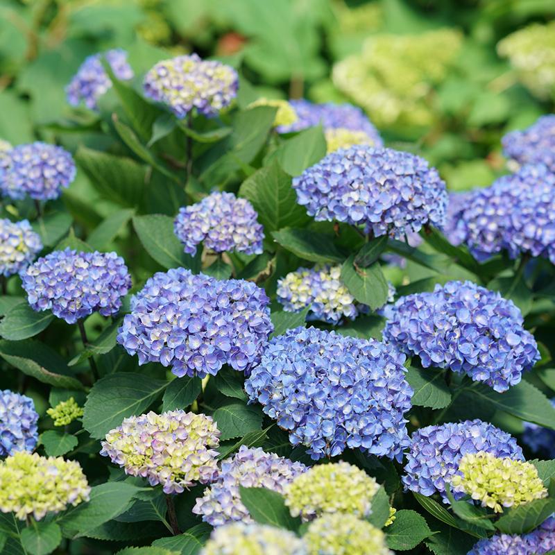 Let's Dance? Rhythmic Blue? Bigleaf Hydrangea