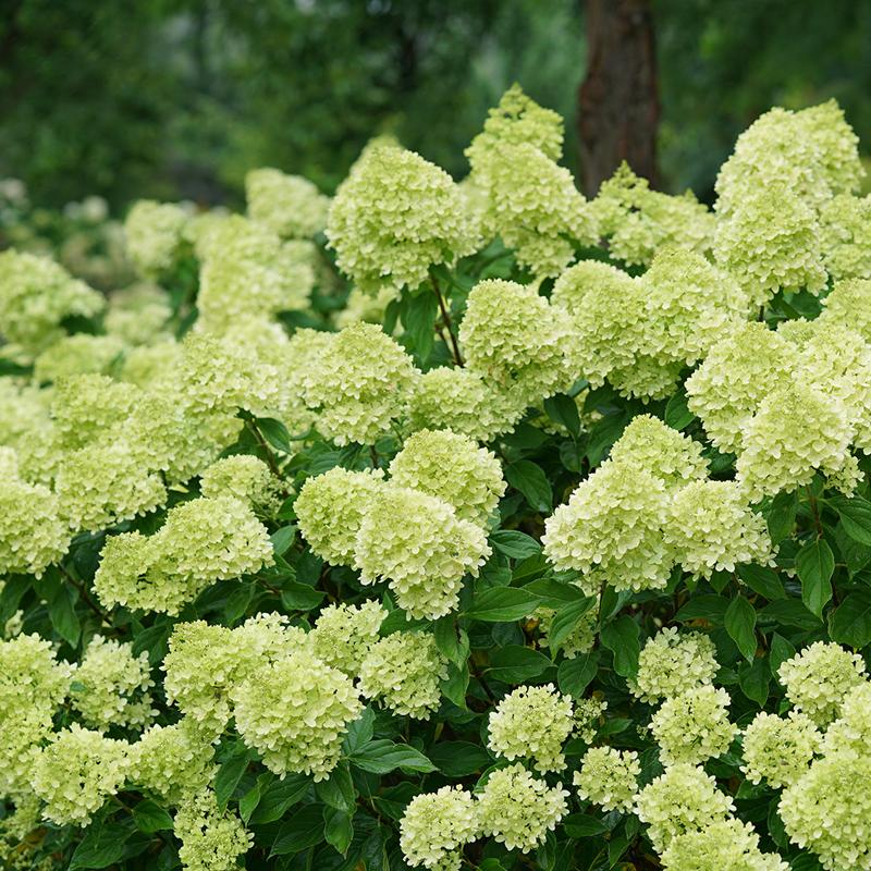 Little Lime? Panicle Hydrangea