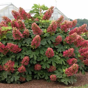 ‘Ruby Slippers’ Oakleaf Hydrangea