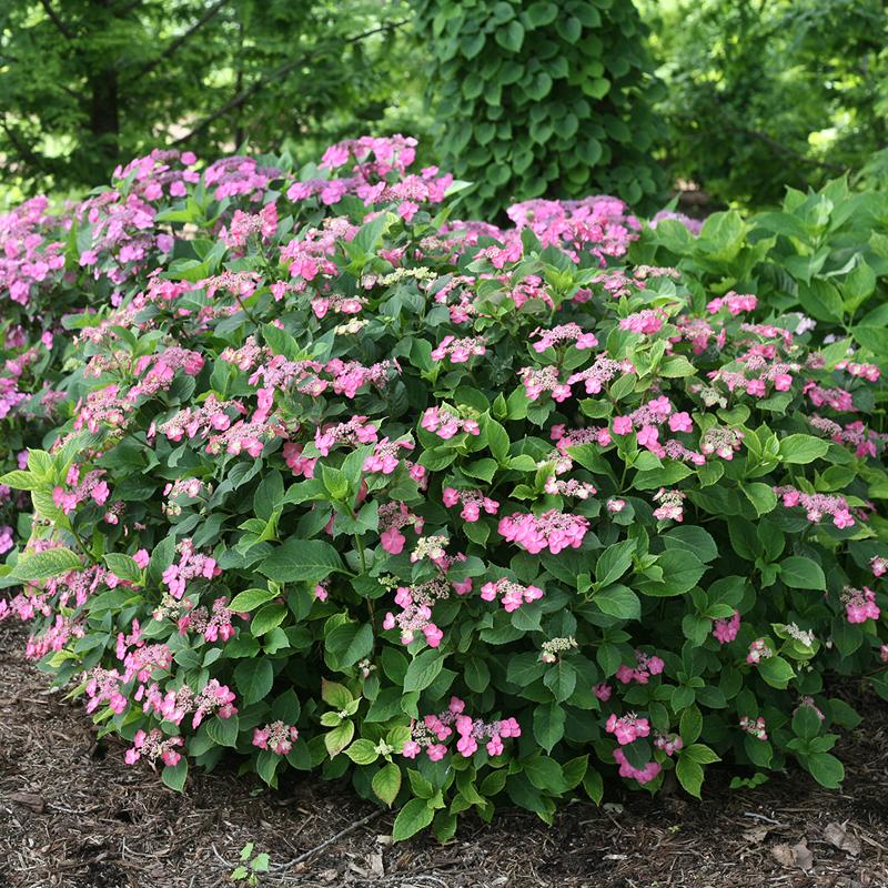 Tuff Stuff? Red Mountain Hydrangea - DISCONTINUED