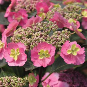 Tuff Stuff? Mountain Hydrangea – DISCONTINUED