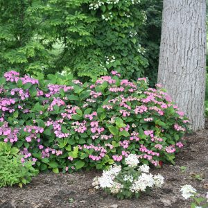 Tuff Stuff? Red Mountain Hydrangea – DISCONTINUED