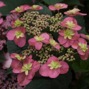 Tuff Stuff? Red Mountain Hydrangea – DISCONTINUED