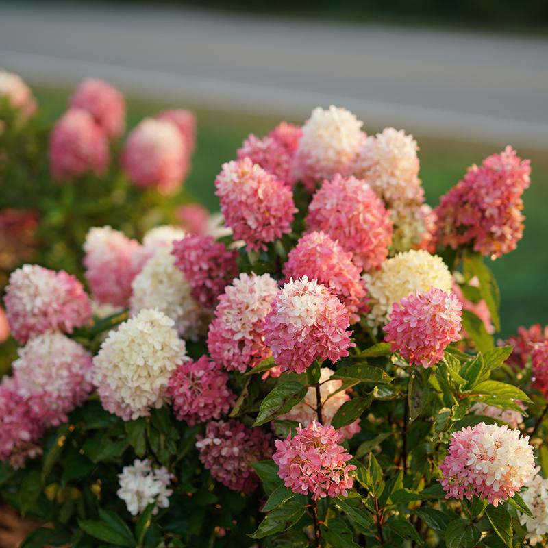 Zinfin Doll? Panicle Hydrangea - DISCONTINUED