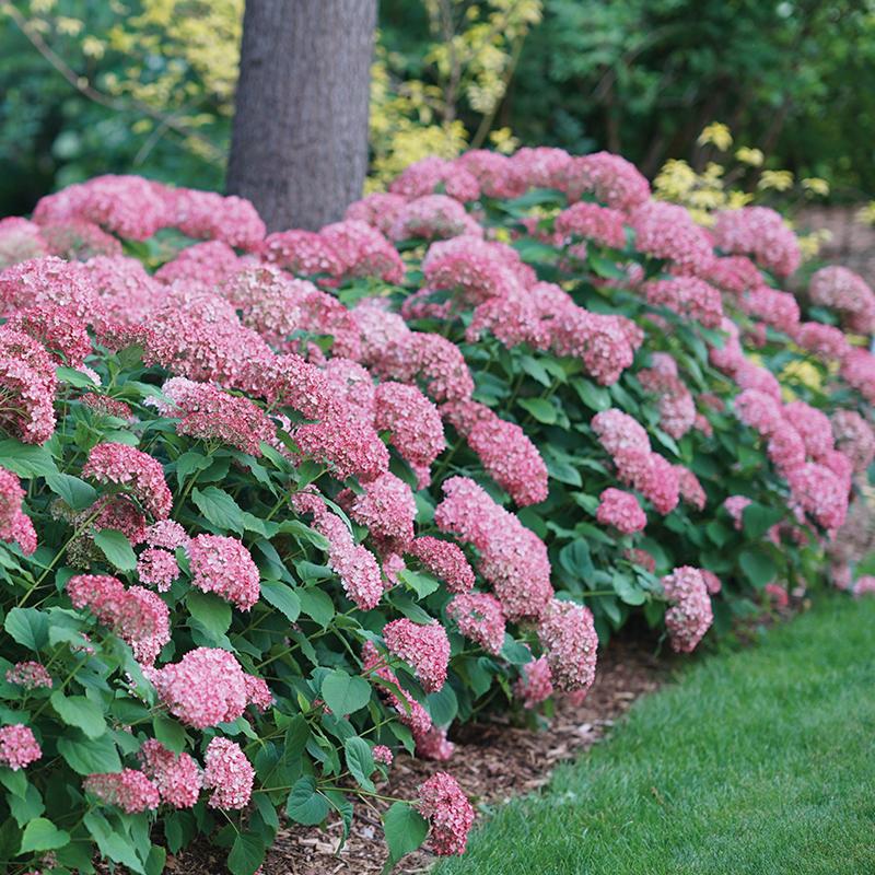Invincibelle Spirit? II Smooth Hydrangea