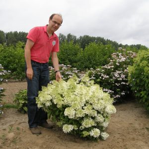 Bobo? Panicle Hydrangea