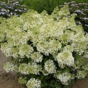 Bobo? Panicle Hydrangea