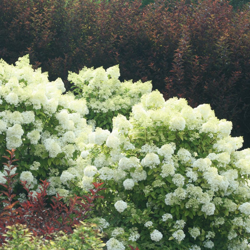 Bobo? Panicle Hydrangea