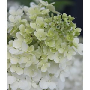 Bobo? Panicle Hydrangea