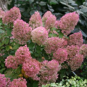 Bobo? Panicle Hydrangea
