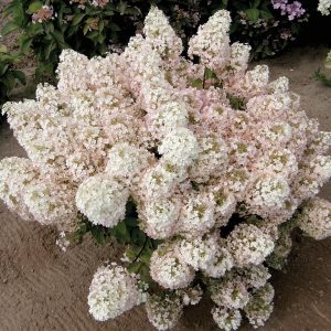 Bobo? Panicle Hydrangea