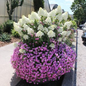 Bobo? Panicle Hydrangea