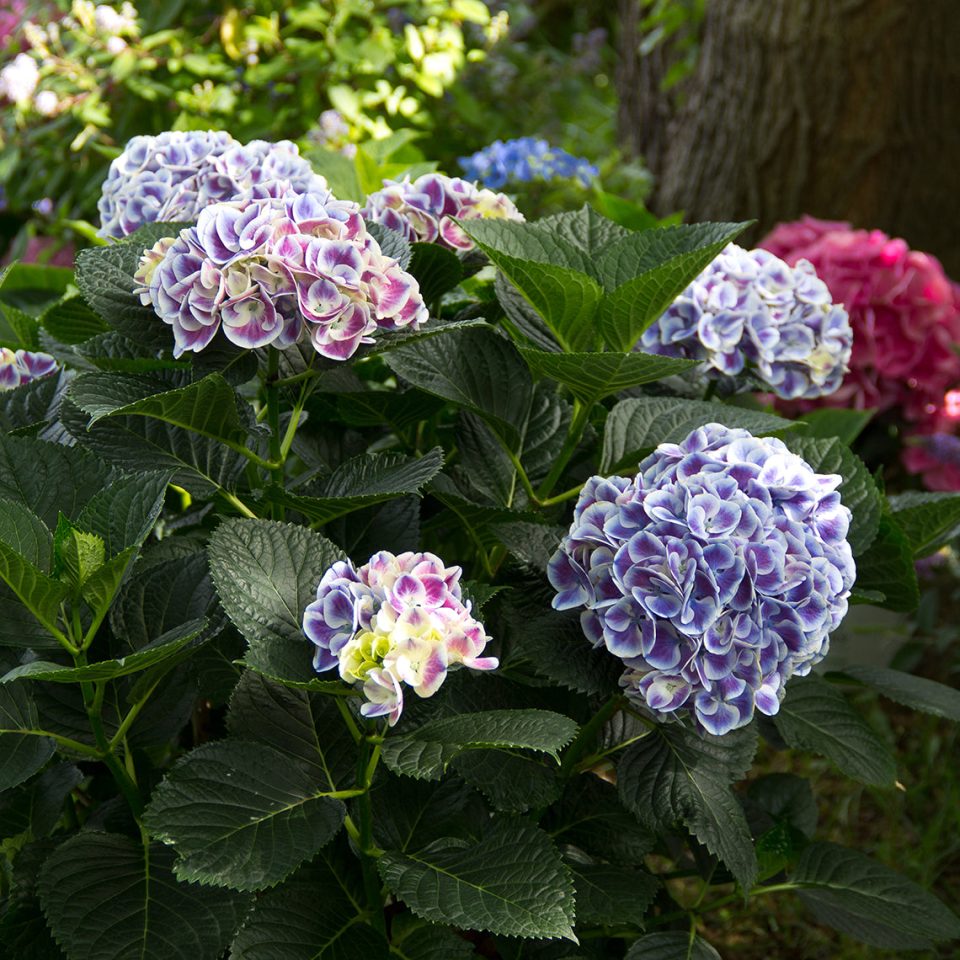 Cityline? Mars Bigleaf Hydrangea - DISCONTINUED