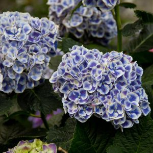 Cityline? Mars Bigleaf Hydrangea – DISCONTINUED