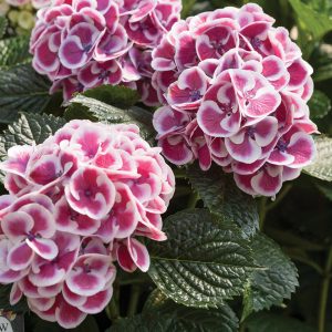 Cityline? Mars Bigleaf Hydrangea – DISCONTINUED