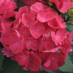 Cityline? Paris Bigleaf Hydrangea – DISCONTINUED