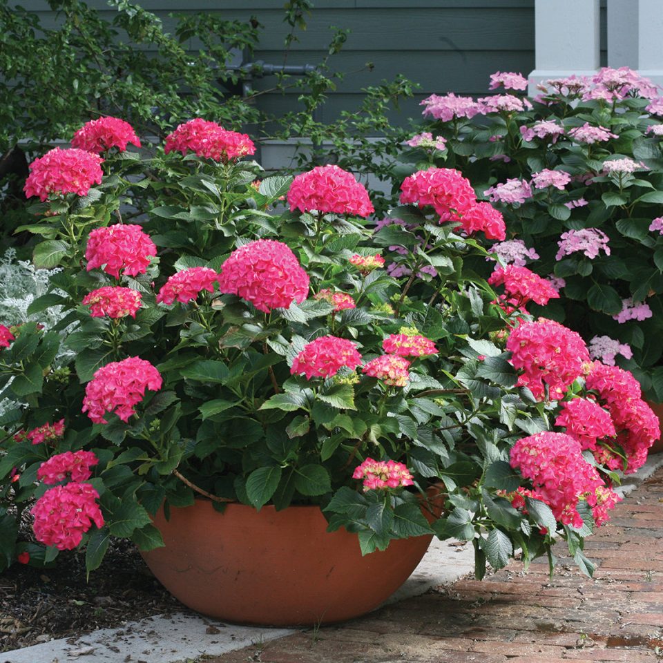 Cityline? Paris Bigleaf Hydrangea - DISCONTINUED