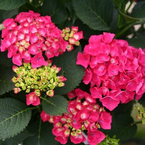 Cityline? Paris Bigleaf Hydrangea – DISCONTINUED