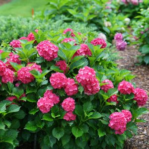Cityline? Paris Bigleaf Hydrangea – DISCONTINUED