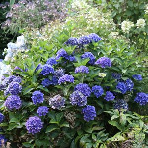 Cityline? Venice Bigleaf Hydrangea – DISCONTINUED
