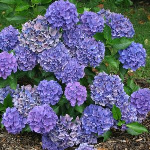 Cityline? Venice Bigleaf Hydrangea – DISCONTINUED