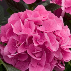Cityline? Venice Bigleaf Hydrangea – DISCONTINUED