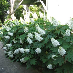 Gatsby Gal? Oakleaf Hydrangea