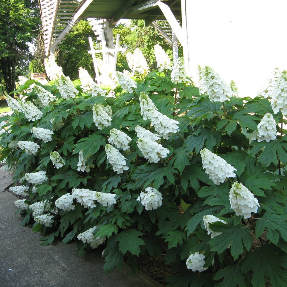 Gatsby Gal? Oakleaf Hydrangea