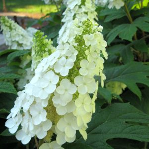 Gatsby Gal? Oakleaf Hydrangea