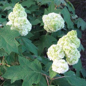 Gatsby Moon? Oakleaf Hydrangea