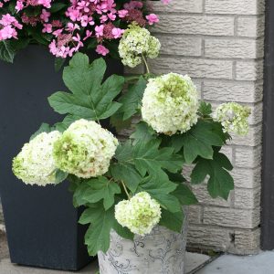 Gatsby Moon? Oakleaf Hydrangea