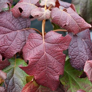 Gatsby Moon? Oakleaf Hydrangea