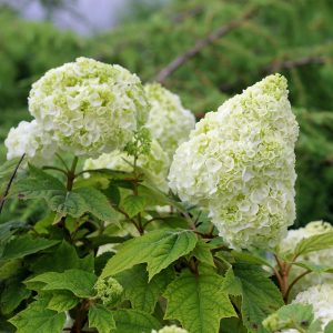 Gatsby Moon? Oakleaf Hydrangea