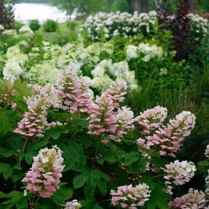 Gatsby Pink? Oakleaf Hydrangea