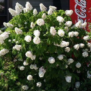 Gatsby Pink? Oakleaf Hydrangea