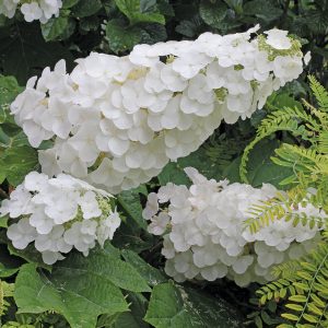 Gatsby Pink? Oakleaf Hydrangea