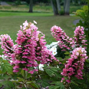 Gatsby Pink? Oakleaf Hydrangea