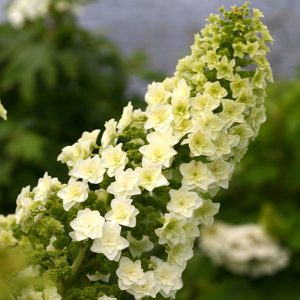 Gatsby Star? Oakleaf Hydrangea – DISCONTINUED
